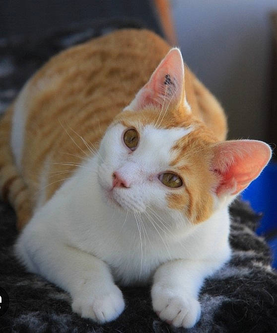 Tigrou participe au concours pour gagner de l'argent avec cette photo : art, carnivore, cat, claw, comfort, domestic_short_haired_cat, ear, fawn, felidae, foot, fur, head, human_body, paw, sitting, small_to_medium_sized_cats, snout, tail, whiskers