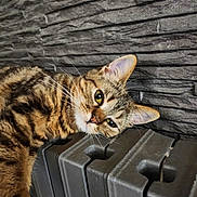 Amaya participe au concours pour gagner de l'argent avec cette photo : animal, cat, closeup, cozy, domestic, ears, feline, fur, gray, indoor, pet, portrait, radiator, relaxed, resting, sleepy, stone_wall, tabby, texture, whiskers