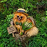 Titou a rejoint le concours — aidez-le/la à gagner de superbes lots ! accessories, bouquet, bow_tie, cute, dog, flowers, fluffy, grass, greenery, hat, nature, outdoor, pet, plants, pomeranian, portrait, smiling, sunglasses, tree_stump, wooden_sign