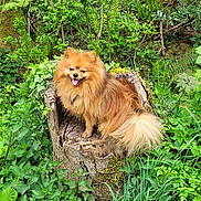 Titou a rejoint le concours — aidez-le/la à gagner de superbes lots ! animal, dog, fluffy, forest, fur, greenery, happy, leaf, moss, nature, outdoor, pet, plants, pomeranian, shrub, sitting, small_dog, tongue_out, tree_stump, wood