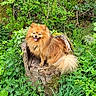 dog, pomeranian, animal, pet, fluffy, tree_stump, forest, greenery, plants, nature, outdoor, tongue_out, happy, fur, small_dog, sitting, leaf, wood, moss, shrub