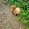 Titou a rejoint le concours — aidez-le/la à gagner de superbes lots ! dirt, dog, fluffy, forest, greenery, leash, leaves, nature, outdoor, path, pet, playful, pomeranian, rocks, small_dog, tongue_out, trail, vegetation, walking, woodland