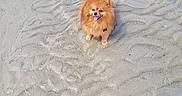 Titou a rejoint le concours — aidez-le/la à gagner de superbes lots ! animal, beach, canine, cute, dog, fluffy, fur, happy, nature, outdoor, paw_prints, pet, pomeranian, sand, sandy, small_dog, smiling, sunlight, texture, tongue_out