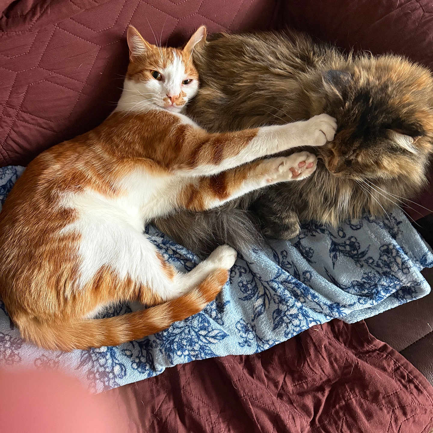 Spooks joined the competition — help win amazing prizes! animal, blanket, cat, companion, couch, cozy, cute, feline, fur, home, indoor, orange_cat, pattern, paw, pet, quilt, relaxed, resting, sleepy, tabby_cat