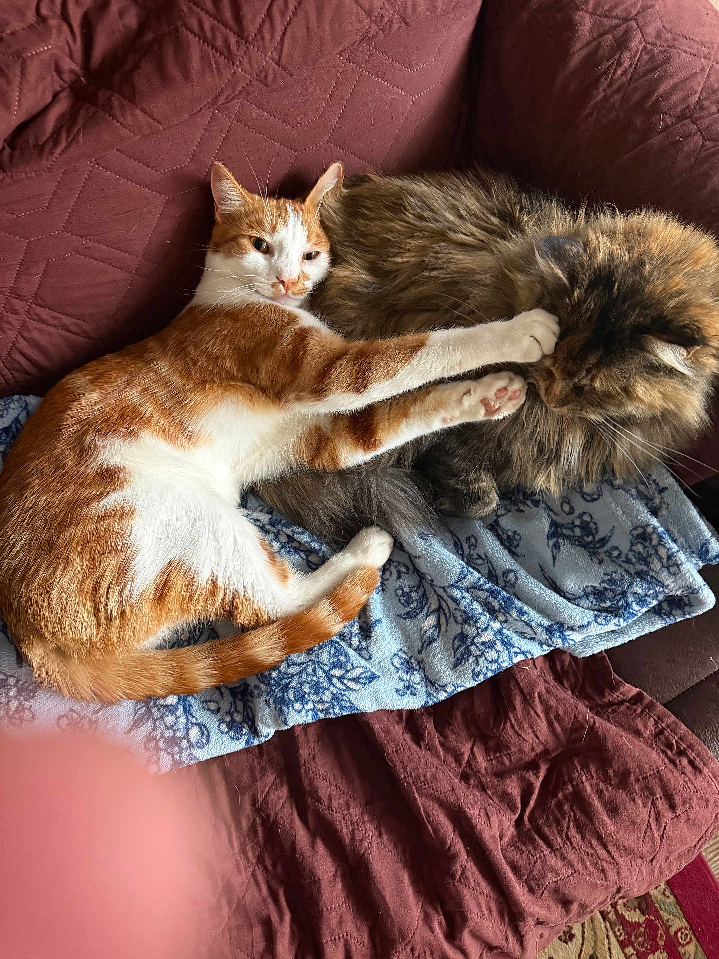 Spooks joined the competition — help win amazing prizes! cat, orange_cat, tabby_cat, couch, blanket, paw, feline, pet, resting, cozy, fur, indoor, animal, cute, companion, relaxed, home, quilt, pattern, sleepy