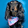 Louis Rubis participe au concours pour gagner de l'argent avec cette photo : dog, dachshund, pet, bandana, blue_background, studio_portrait, long_hair, fur, brown_eyes, nose, closeup, sitting, accessory, tropical_pattern, animal_portrait, cute, gaze, modeling, studio_lighting, portrait
