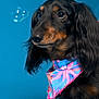 Louis Rubis participe au concours pour gagner de l'argent avec cette photo : dog, dachshund, pet, portrait, studio, blue_background, bandana, colorful, bubbles, close_up, fur, brown_eyes, nose, whiskers, long_hair, accessory, sitting, adorable, looking_up, tropical_pattern