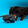dog, dachshund, pet, black_dog, long_haired, sniffing, toy_camera, camera_toy, turquoise_background, studio, curious, paw, fur, side_view, portrait, animal, indoor, playful, brown_eyes, photography