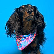 Louis Rubis a rejoint le concours — aidez-le/la à gagner de superbes lots ! dog, dachshund, pet, portrait, studio, bandana, colorful_bandana, blue_background, long_hair, black_coat, whiskers, paws, looking_up, cute, animal, canine, fashion, close_up, head_tilt, floppy_ears
