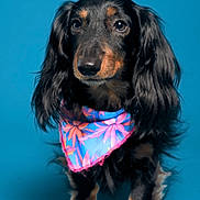 Louis Rubis a rejoint le concours — aidez-le/la à gagner de superbes lots ! dog, dachshund, long_hair, bandana, colorful_bandana, black_fur, brown_markings, portrait, studio_background, blue_background, pet, canine, close_up, eyes, nose, fur, sitting, cute, accessory, photography