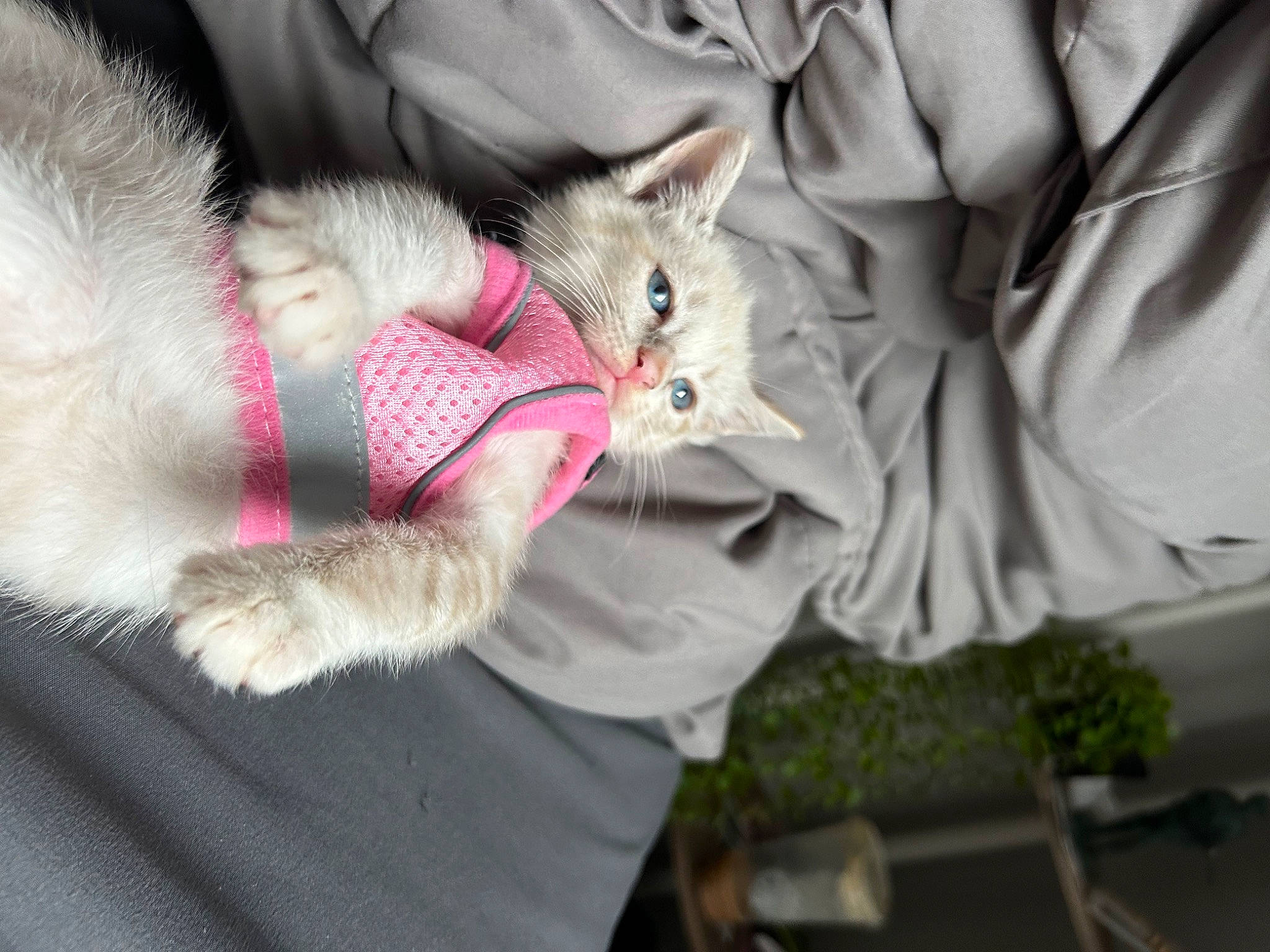 Lala is registered to the contest to win money with this photo: carnivore, cat, claw, comfort, companion_dog, domestic_short_haired_cat, fawn, felidae, fur, fur_clothing, grey, human_leg, paw, plant, sleeve, small_to_medium_sized_cats, snout, tail, textile, whiskers