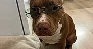 Nala participe au concours pour gagner de l'argent avec cette photo : accessory, blanket, brown_fur, cabinets, close_up, dog, domestic_animal, fashion, funny, indoor, kitchen, looking_at_camera, pet, photography, pit_bull, portrait, sitting, sunglasses, white_markings, wooden_floor