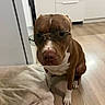 dog, pit_bull, brown_fur, white_markings, sunglasses, pet, indoor, kitchen, wooden_floor, cabinets, blanket, sitting, portrait, close_up, funny, fashion, accessory, looking_at_camera, domestic_animal, photography