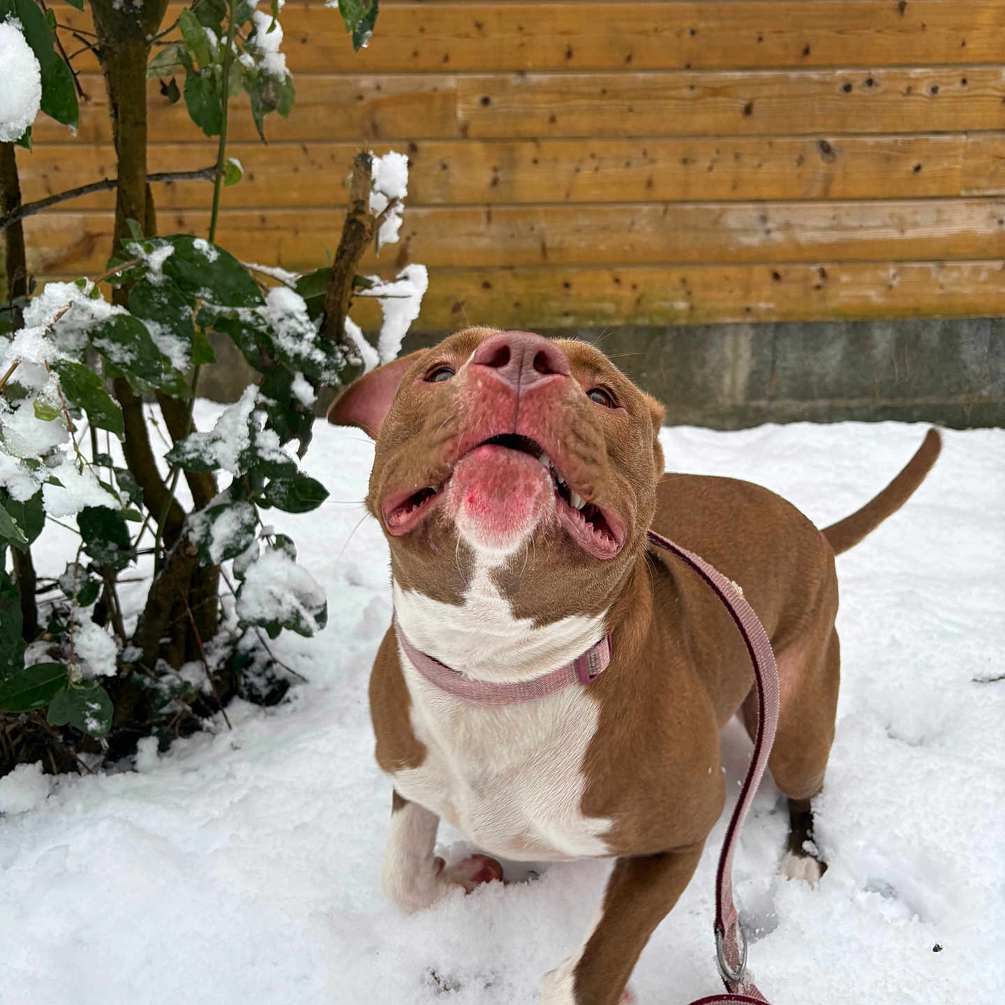 Nala