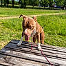Nala a rejoint le concours — aidez-le/la à gagner de superbes lots ! brown_dog, collar, dandelions, dog, grass, leash, meadow, nature, outdoors, panting, park, picnic_table, pink_leash, pit_bull, standing, sunny, tongue_out, trees, white_markings, wooden_table