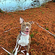 Nala participe au concours pour gagner de l'argent avec cette photo : animal, autumn, brown_and_white, collar, dog, forest, happy, lake, leash, nature, outdoor, pet, pine_needles, pit_bull, portrait, puppy, shoreline, sitting, smiling, water