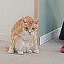 cat, orange_cat, white_cat, indoor, floor, tile_floor, corner, wall, curious, pet, animal, feline, sitting, ears, whiskers, paws, domestic_cat, looking, house, pink_shoe