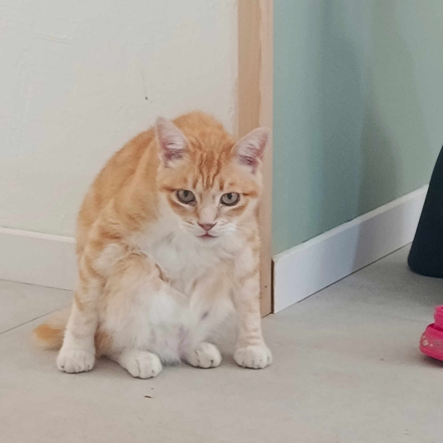 Dorémi participe au concours pour gagner de l'argent avec cette photo : animal, cat, corner, curious, domestic_cat, ears, feline, floor, house, indoor, looking, orange_cat, paws, pet, pink_shoe, sitting, tile_floor, wall, whiskers, white_cat