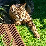 Winni a rejoint le concours — aidez-le/la à gagner de superbes lots ! animal, calm, cat, closeup, daylight, domestic_cat, feline, grass, greenery, nature, outdoor, paw, pet, relaxed, resting, stretching, striped, sunlight, tabby_cat, wooden_deck
