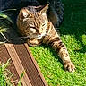 animal, calm, cat, closeup, daylight, domestic_cat, feline, grass, greenery, nature, outdoor, paw, pet, relaxed, resting, stretching, striped, sunlight, tabby_cat, wooden_deck