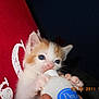 animal, baby_animal, blue_eyes, bottle, cat, close_up, cute, domestic_cat, feeding, fur, hand, indoor, kitten, mammal, paws, pet, portrait, red_cushion, whiskers, young