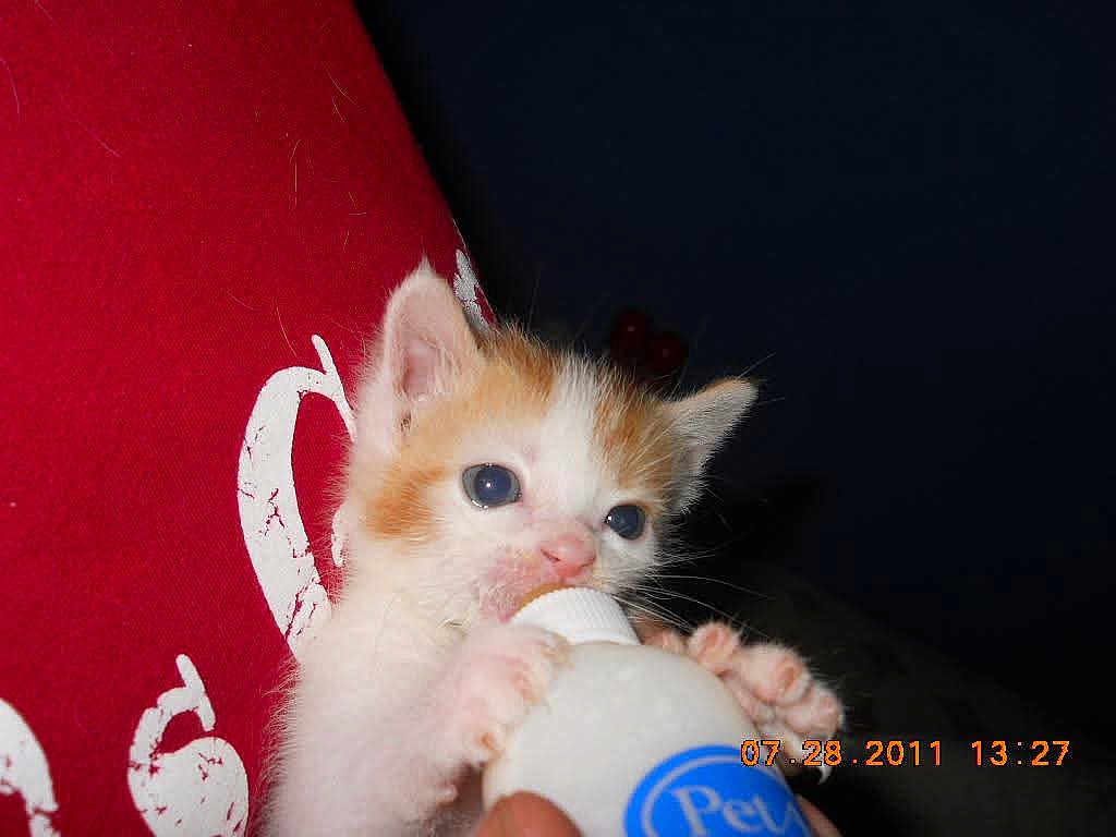 Maneki Neko joined the competition — help win amazing prizes! animal, baby_animal, blue_eyes, bottle, cat, close_up, cute, domestic_cat, feeding, fur, hand, indoor, kitten, mammal, paws, pet, portrait, red_cushion, whiskers, young