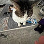 Camille is registered to the contest to win money with this photo: cat, table, indoor, chair, sunglasses, snack_bag, foot, sock, carpet, wooden_table, pet, furniture, floor, curious, domestic, cozy, blurred, household, kitten, looking_down