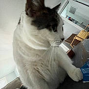 Camille is registered to the contest to win money with this photo: cat, indoor, furniture, couch, chair, pet, animal, white, gray, curious, closeup, fur, paw, table, home, living_room, domestic, mammal, whiskers, relaxed