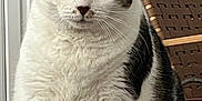 Camille is registered to the contest to win money with this photo: cat, indoor, pet, feline, white_fur, tabby, sitting, curious_eyes, whiskers, close_up, chair, woven_chair, furniture, domestic_animal, portrait, cute, fur, animal, looking_at_camera, household