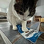 Camille is registered to the contest to win money with this photo: cat, table, snack_bag, living_room, couch, chair, cushion, window, wood, fur, whiskers, pet, indoor, curious, close_up, paw, floor, door, light, home