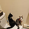 Sally joined the competition — help win amazing prizes! animal, bathroom, black_cat, cat, collar, companion, curious, domestic, feline, floor_rug, household, indoor, pet, resting, seated, tabby_cat, toilet, toiletry, wall, white