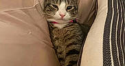 Sally is registered to the contest to win money with this photo: animal, beige, cat, collar, comfort, cozy, cushion, cute, ears, feline, fur, indoor, pet, pillow, relaxed, resting, sleepy, striped, tabby, whiskers