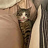 cat, tabby, pet, animal, feline, collar, cushion, pillow, beige, striped, relaxed, indoor, cozy, resting, fur, whiskers, ears, comfort, cute, sleepy