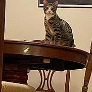 Sally joined the competition — help win amazing prizes! animal, cat, chair, cozy, curious, domestic_animal, domestic_cat, feline, framed_picture, furniture, home, indoor, looking, pet, sitting, striped, tabby_cat, table_leg, wall, wooden_table