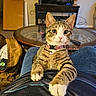 Sally joined the competition — help win amazing prizes! bell, cat, clothing, coffee_table, collar, curious, cute, domestic_animal, furniture, home, indoor, jeans, lap, living_room, paws, person, pet, tabby_cat, television, whiskers