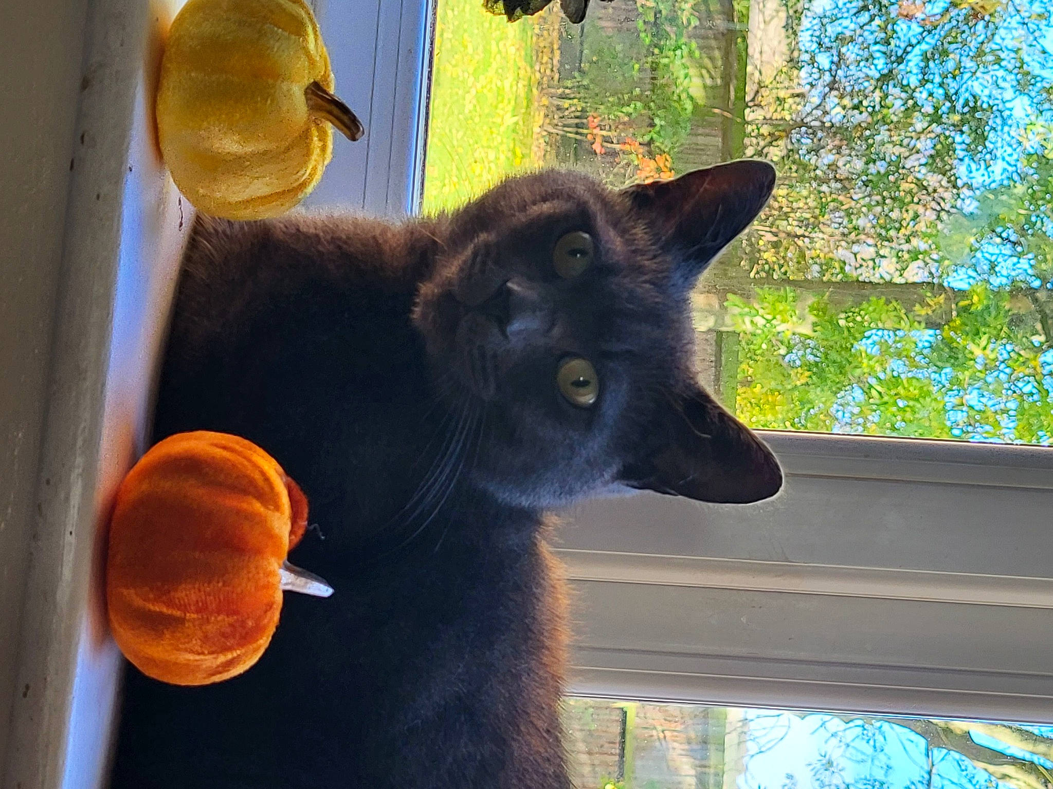 Eric is registered to the contest to win money with this photo: black_cat, bombay, carnivore, cat, domestic_short_haired_cat, felidae, fur, plant, shade, small_to_medium_sized_cats, snout, tail, terrestrial_animal, tints_and_shades, tree, whiskers, window, wood, yellow