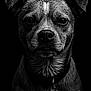 animal, black_and_white, close_up, collar, dark_background, detailed, dog, ears, expressive, face, fur, monochrome, nostrils, pet, portrait, serious, snout, studio_lighting, tag, whiskers