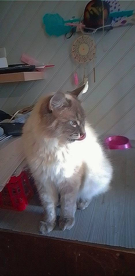 Nuage participe au concours pour gagner de l'argent avec cette photo : british_longhair, carnivore, cat, domestic_short_haired_cat, fawn, felidae, flooring, fur, hardwood, paw, ragdoll, small_to_medium_sized_cats, tail, terrestrial_animal, thai, whiskers