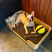 Eliott participe au concours pour gagner de l'argent avec cette photo : dog, french_bulldog, puppy, bed, blanket, toy, ball, indoor, wooden_wall, floor, pet, cute, animal, relaxed, cozy, home, companion, resting, playful, domestic