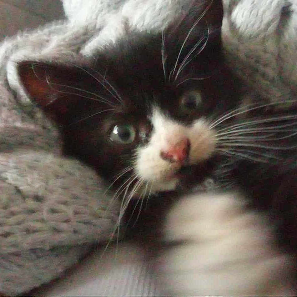Coquine participe au concours pour gagner de l'argent avec cette photo : kitten, black_and_white, cat, whiskers, paw, blanket, knit, cozy, cute, pet, animal, indoor, furry, young, face, fur, relaxed, comfort, closeup, curious