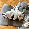 Noisette participe au concours pour gagner de l'argent avec cette photo : cat, dog, couch, wooden_floor, pet, indoor, home, relaxing, cozy, animal, fur, black_and_white_cat, scruffy_dog, toy, feet, casual, cuddling, companion, furniture, living_room