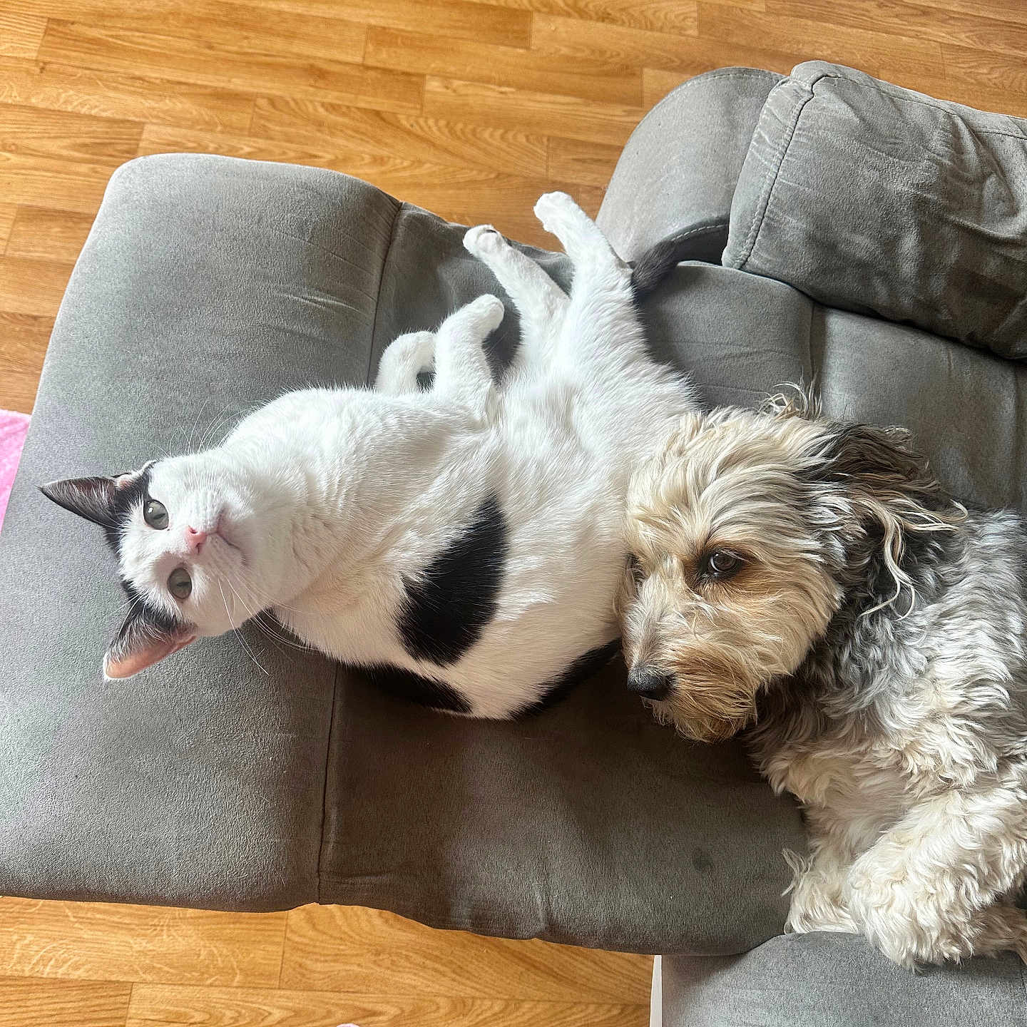 Noisette participe au concours pour gagner de l'argent avec cette photo : cat, dog, couch, wooden_floor, pet, indoor, home, relaxing, cozy, animal, fur, black_and_white_cat, scruffy_dog, toy, feet, casual, cuddling, companion, furniture, living_room