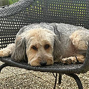 Noisette a rejoint le concours — aidez-le/la à gagner de superbes lots ! dog, outdoor, chair, woven_chair, pet, resting, relaxed, fur, groomed, garden, backyard, grass, pavement, animal, domestic_animal, canine, laying_down, looking_at_camera, close_up, daylight