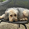 dog, outdoor, chair, woven_chair, pet, resting, relaxed, fur, groomed, garden, backyard, grass, pavement, animal, domestic_animal, canine, laying_down, looking_at_camera, close_up, daylight