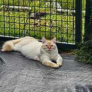 Flocon participe au concours pour gagner de l'argent avec cette photo : animal, blue_eyes, calm, cat, close_up, cream_color, daylight, ears, fence, fluffy, grass, ground, lying_down, metal_fence, nature, outdoor, pet, portrait, relaxed, whiskers