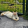 animal, blue_eyes, calm, cat, close_up, cream_color, daylight, ears, fence, fluffy, grass, ground, lying_down, metal_fence, nature, outdoor, pet, portrait, relaxed, whiskers