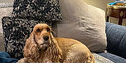 Orphee participe au concours pour gagner de l'argent avec cette photo : animal, blanket, cocker_spaniel, comfort, couch, cozy, dog, floral, fur, furniture, home_interior, indoors, lamp, pattern, pet, photograph, pillow, relaxed, resting, table