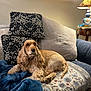 animal, blanket, cocker_spaniel, comfort, couch, cozy, dog, floral, fur, furniture, home_interior, indoors, lamp, pattern, pet, photograph, pillow, relaxed, resting, table