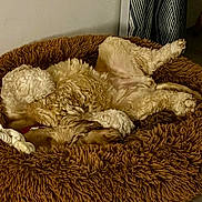 Orphee a rejoint le concours — aidez-le/la à gagner de superbes lots ! animal, bed, brown, canine, comfort, cozy, curled_up, cute, dog, domestic, floor, fluffy, fur, indoor, pet, relaxed, resting, rope, sleeping, toy