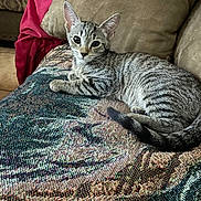Courtney Jones joined the competition — help win amazing prizes! cat, kitten, tabby, animal, pet, feline, couch, blanket, indoor, resting, relaxed, fur, whiskers, tail, ears, eyes, home, cozy, comfortable, patterned